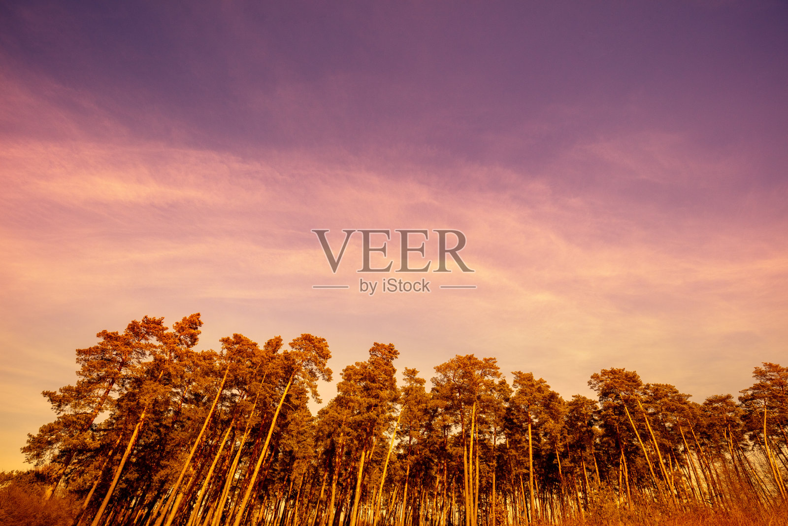 松林衬着多云的天空照片摄影图片