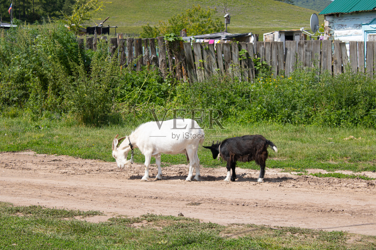 两只山羊正沿着村庄的街道走照片摄影图片