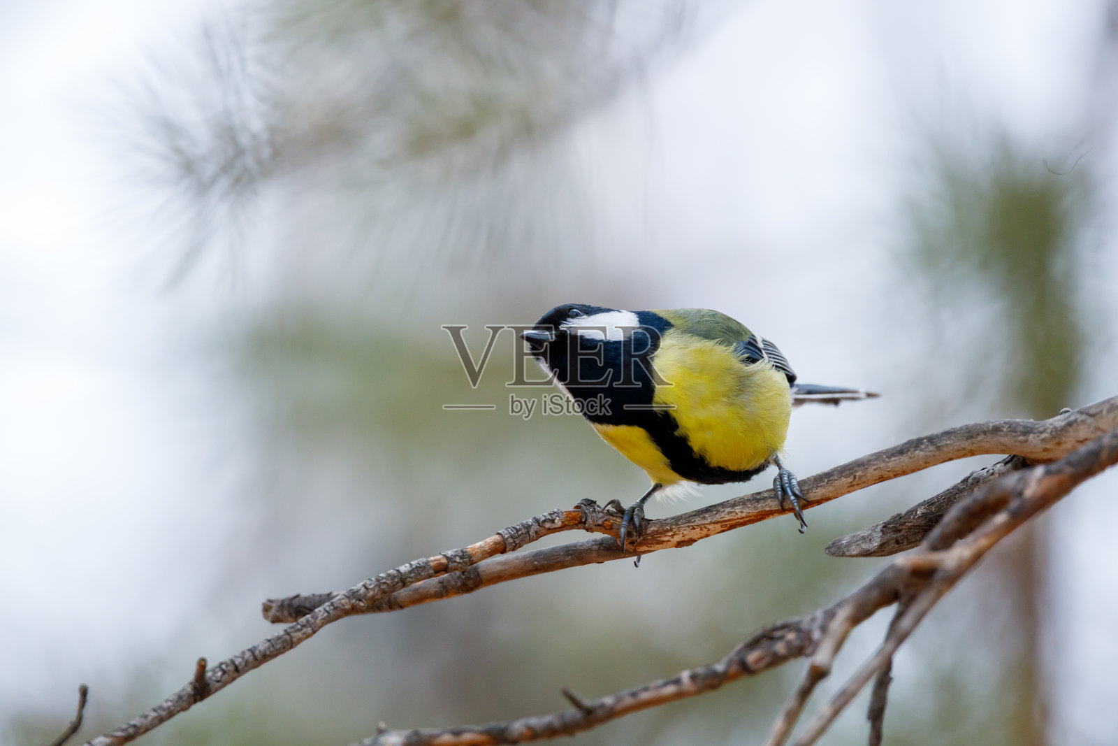 黄色的山雀坐在树枝上仔细地看着。森林鸟在秋天在森林里照片摄影图片