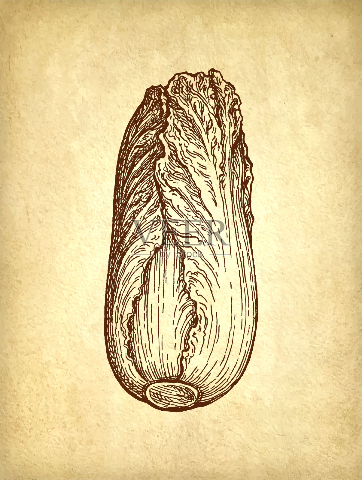 白菜水墨画插画图片素材