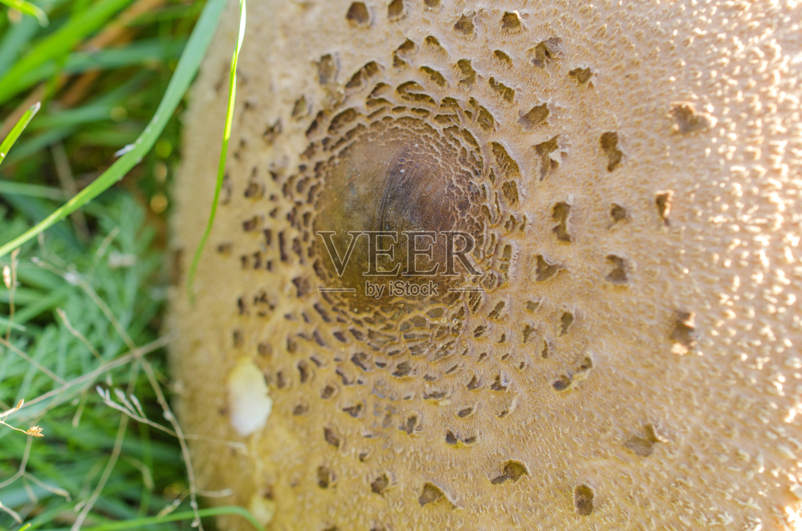 从森林里采来的蘑菇躺在草地上照片摄影图片