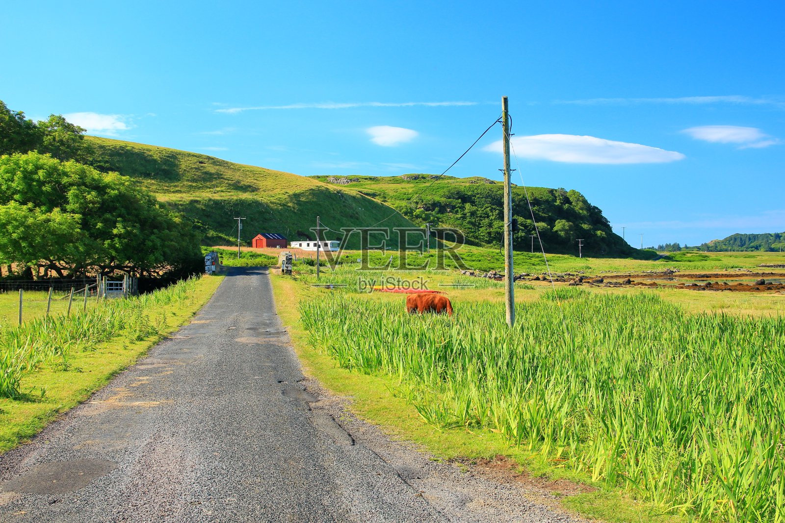 英国马尔岛郁郁葱葱的草木照片摄影图片