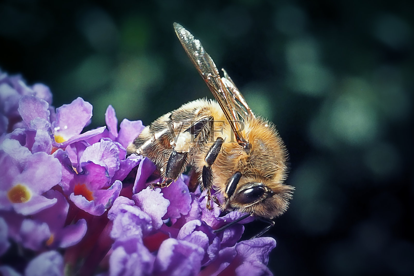 意大利蜜蜂，西方蜜蜂昆虫照片摄影图片