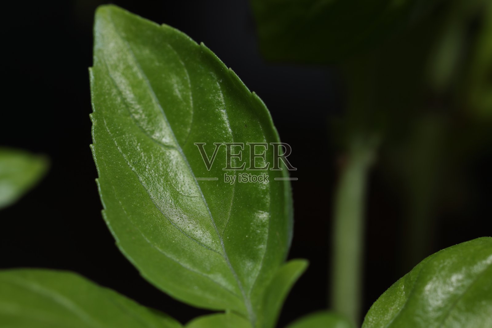 罗勒叶照片摄影图片