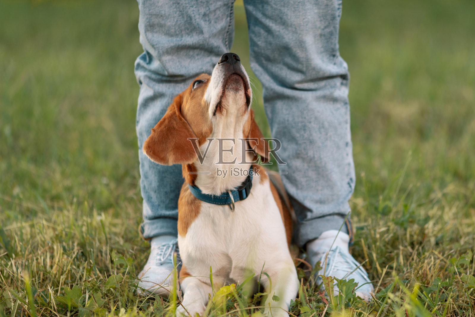 小猎犬躺在草坪上，望着人的腿向上看照片摄影图片