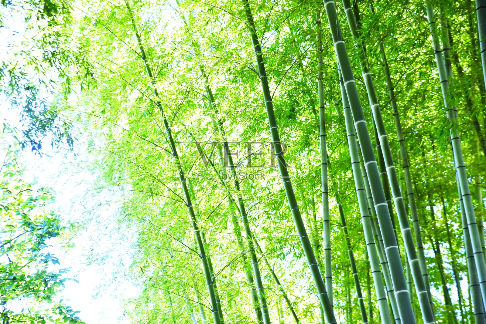 《仲夏之心》的抽象场景。季节性情绪背景。照片摄影图片