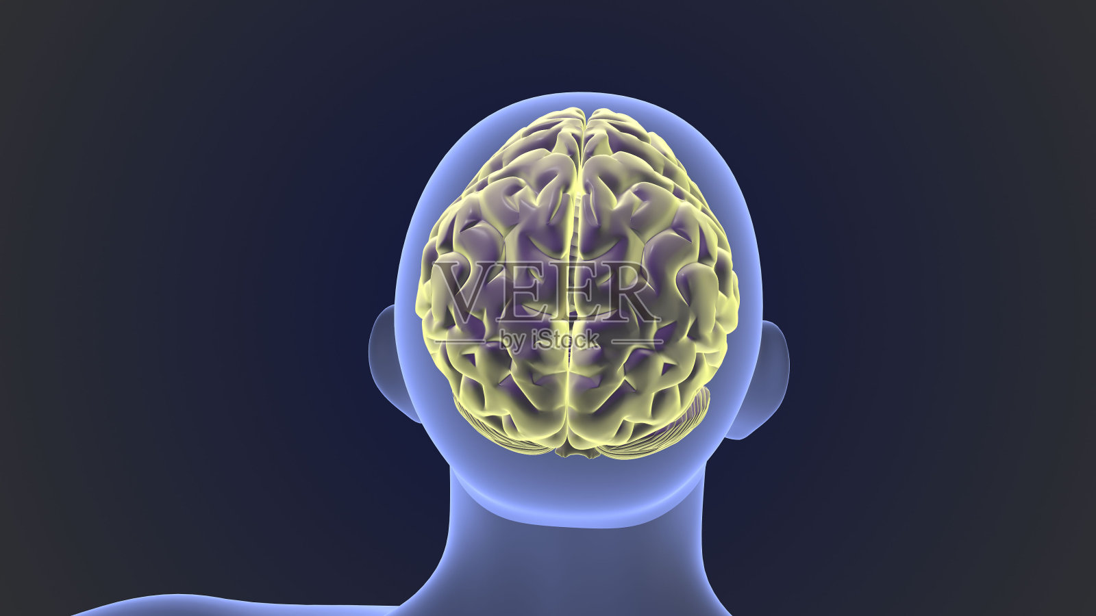 有人体医学背景的人脑照片摄影图片