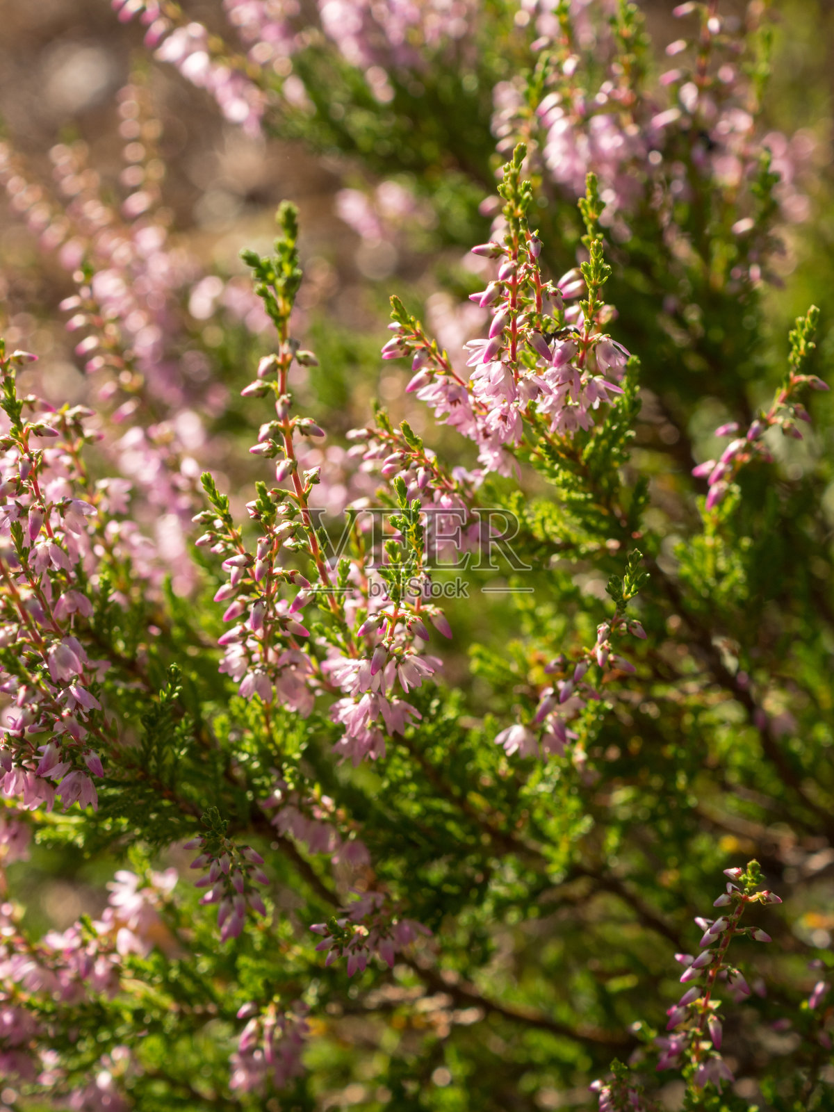 夏天开花的石南花照片摄影图片