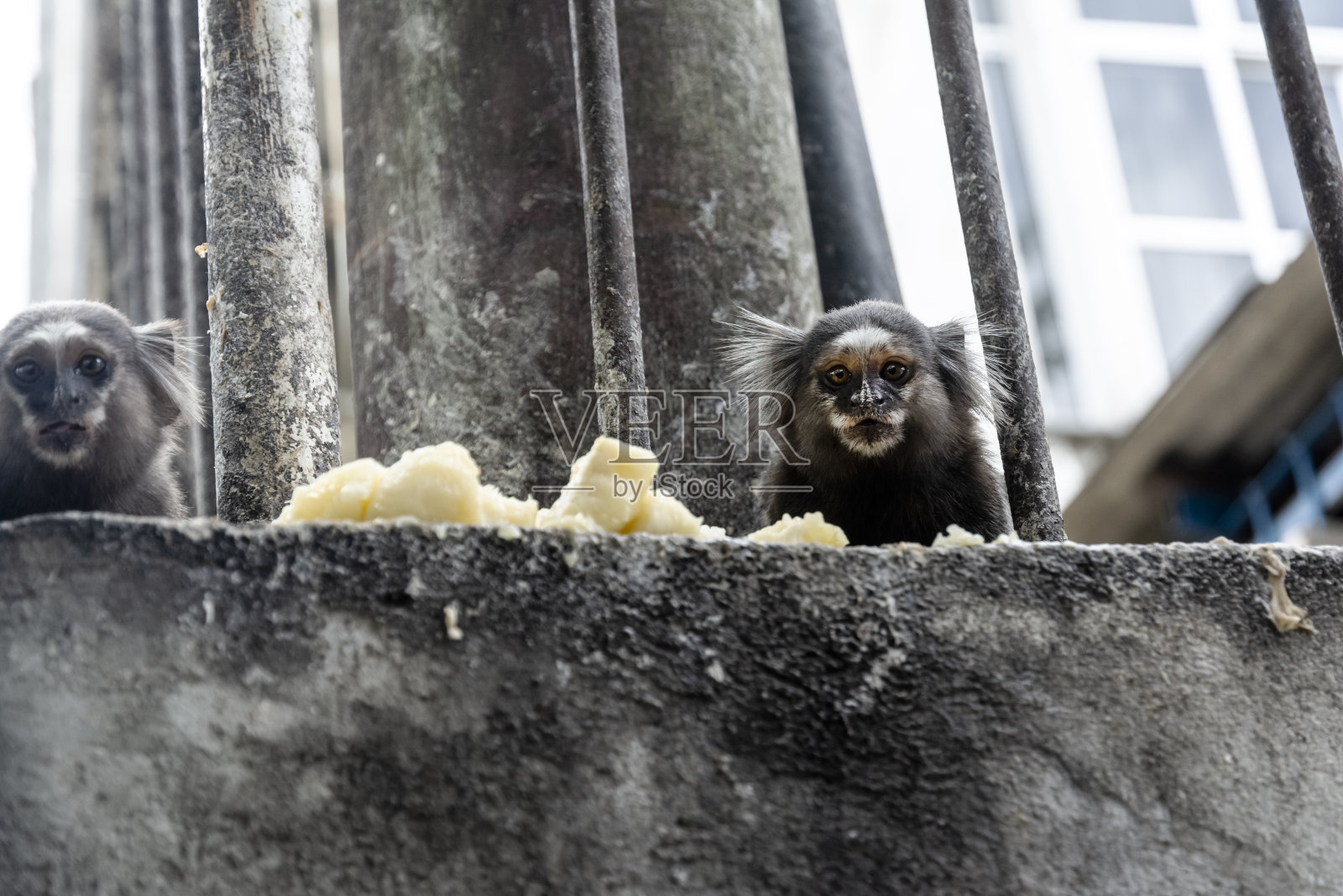 一个好奇的少年mico Estrela的近距离注视着相机照片摄影图片