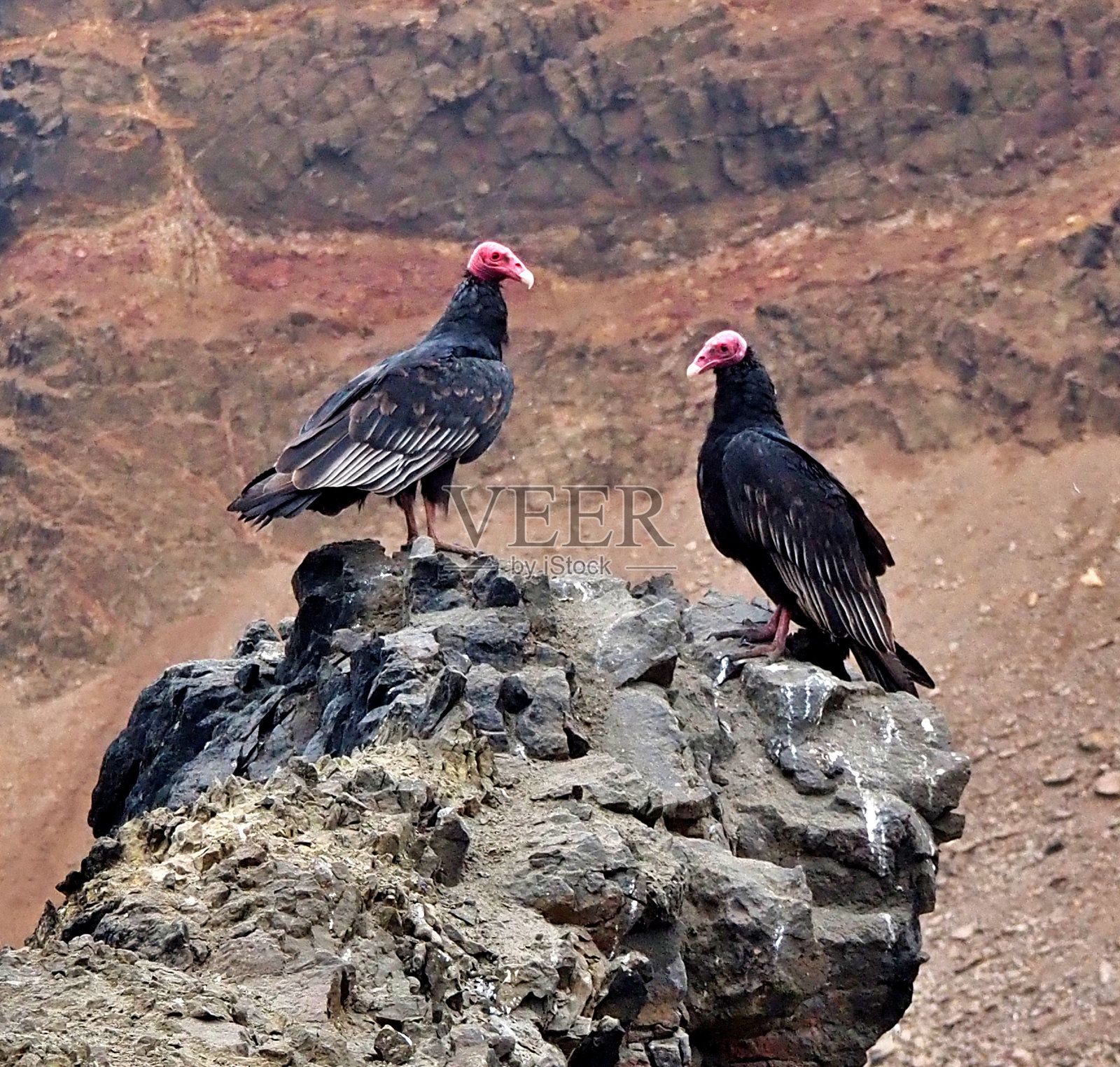 为了地位而高攀照片摄影图片