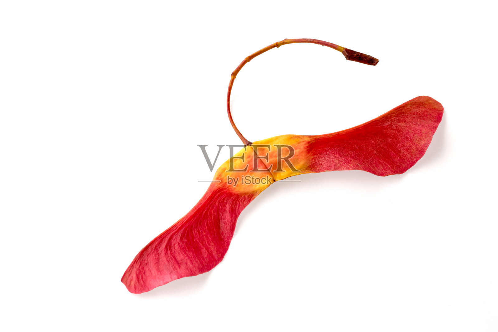 惊人的红黄枫树种子荚分离在白色背景。秋天的概念。照片摄影图片