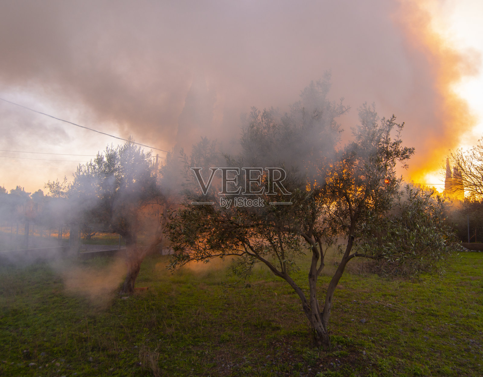 在希腊伊维亚岛的一个希腊村庄的橄榄园里，一场烟火照片摄影图片
