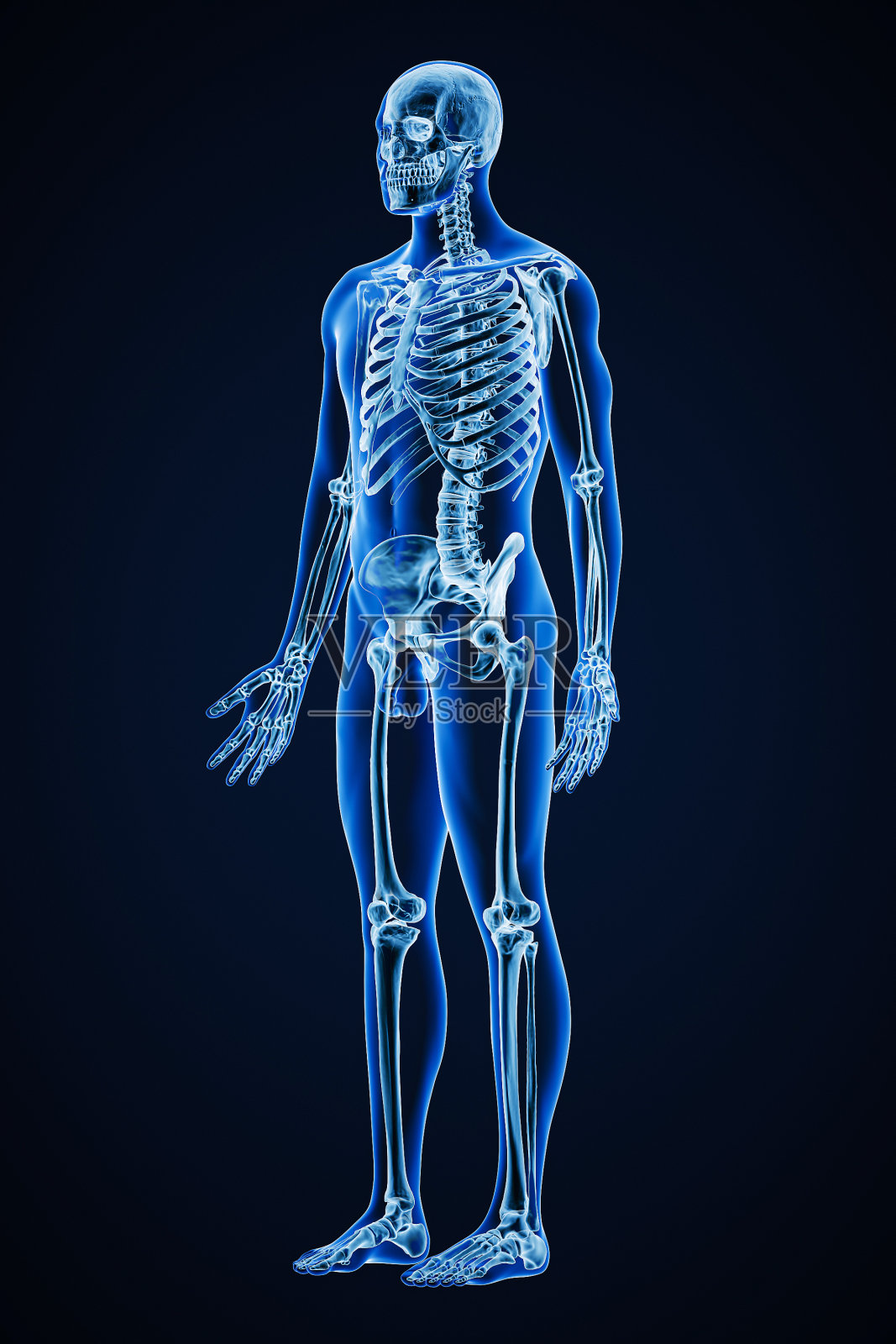 人体骨骼系统与成年男性身体轮廓三维渲染插图医学保健解剖学骨科科学