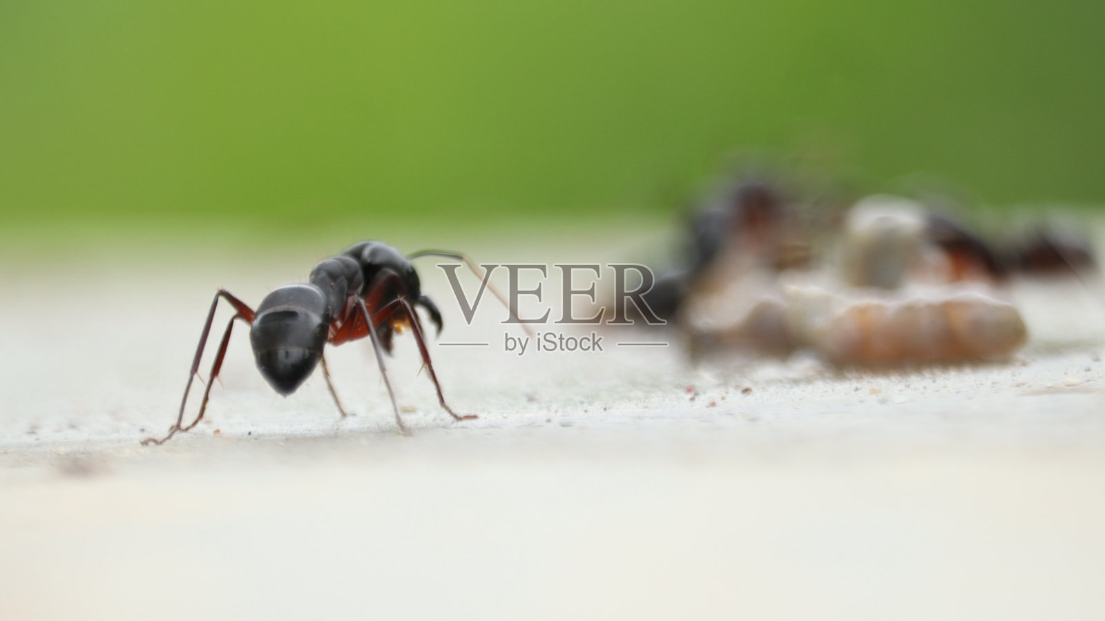 黑蚂蚁照片摄影图片