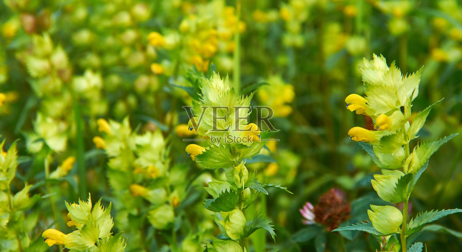 犀牛属照片摄影图片