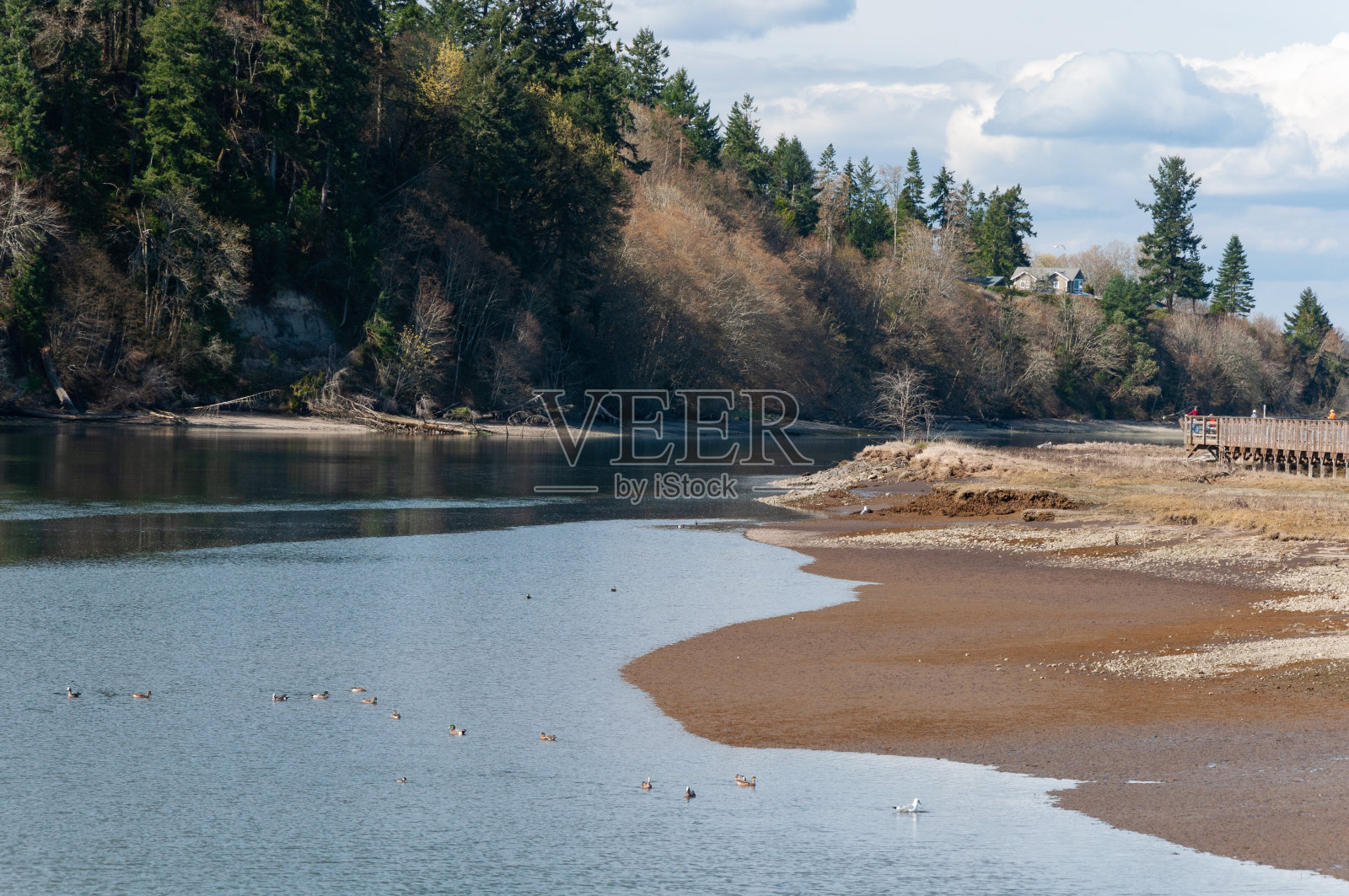 美国西澳比利·弗兰克·尼斯夸利国家野生动物保护区，银鸥和红鸭在游泳池里游泳照片摄影图片