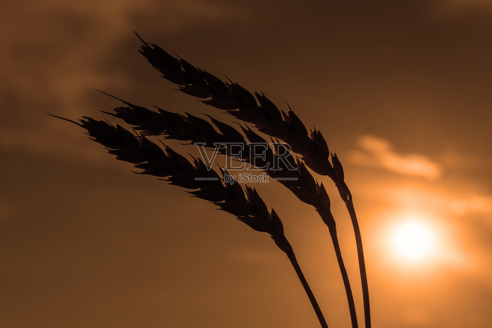 成熟的麦穗映衬着天空照片摄影图片