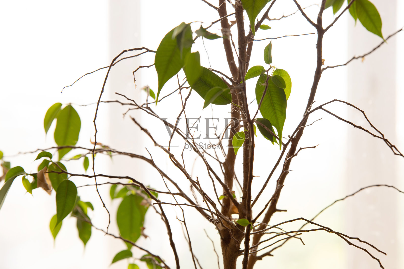 明亮的白色背景下的绿叶和干树枝照片摄影图片