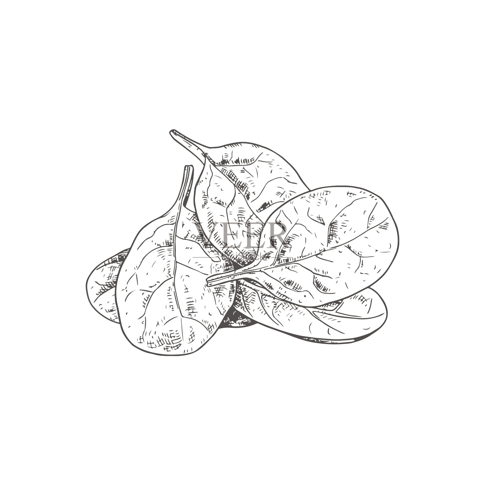 手工绘制的新鲜菠菜叶设计元素图片