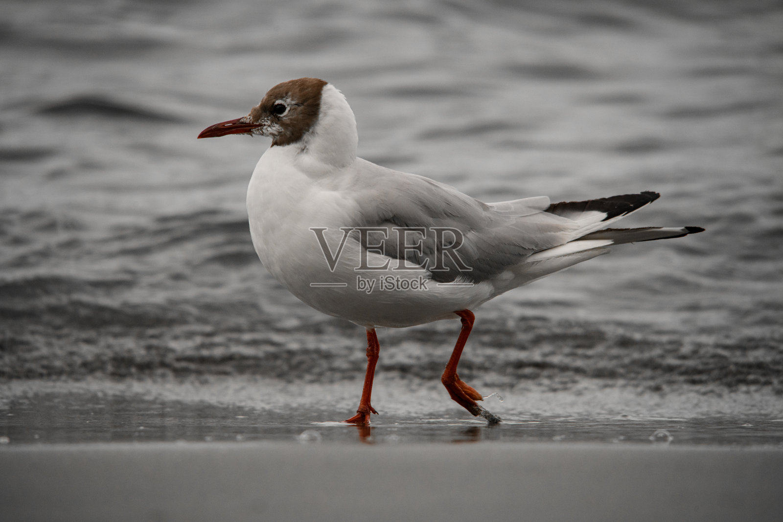 美丽的黑头海鸥站在岸边的水。模糊的背景照片摄影图片