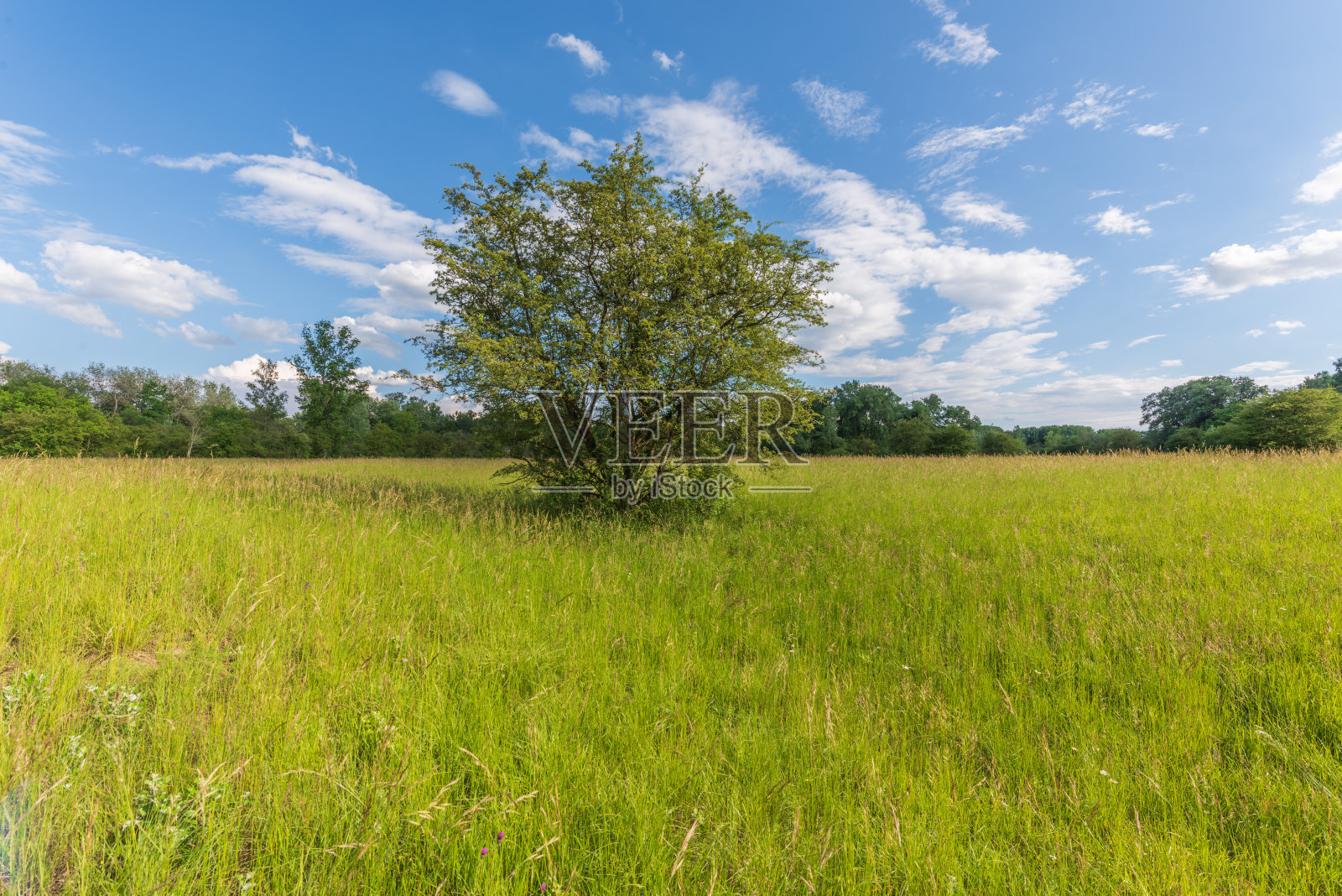 保存了丰富的生物多样性的天然绿色草甸。照片摄影图片