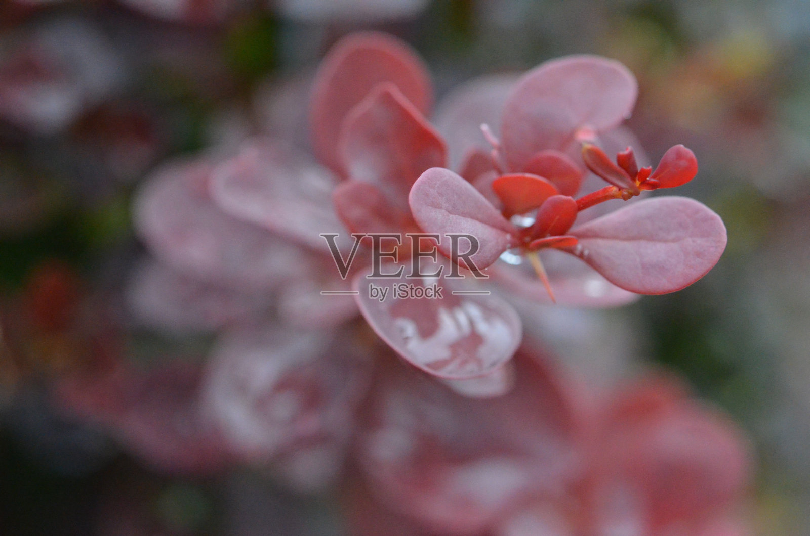 植物是朋友照片摄影图片