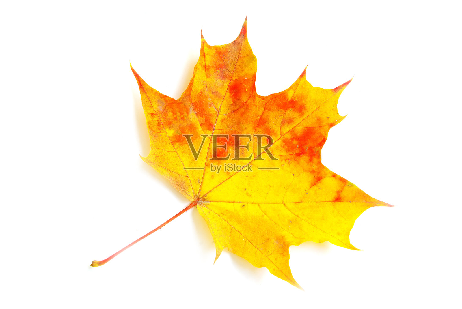 秋天的枫叶照片摄影图片