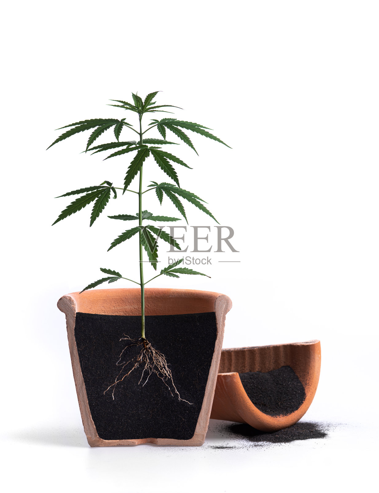 有根可见的生长植物，在白色背景上分离;大麻大麻植物照片摄影图片