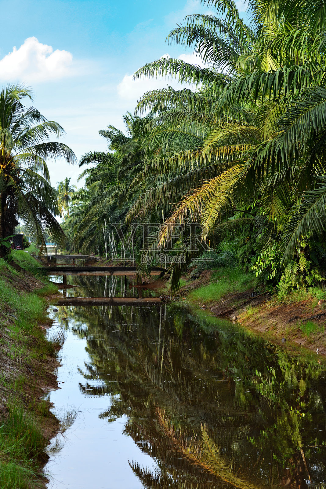 新鲜棕榈油水果的特写，选择性聚焦。照片摄影图片