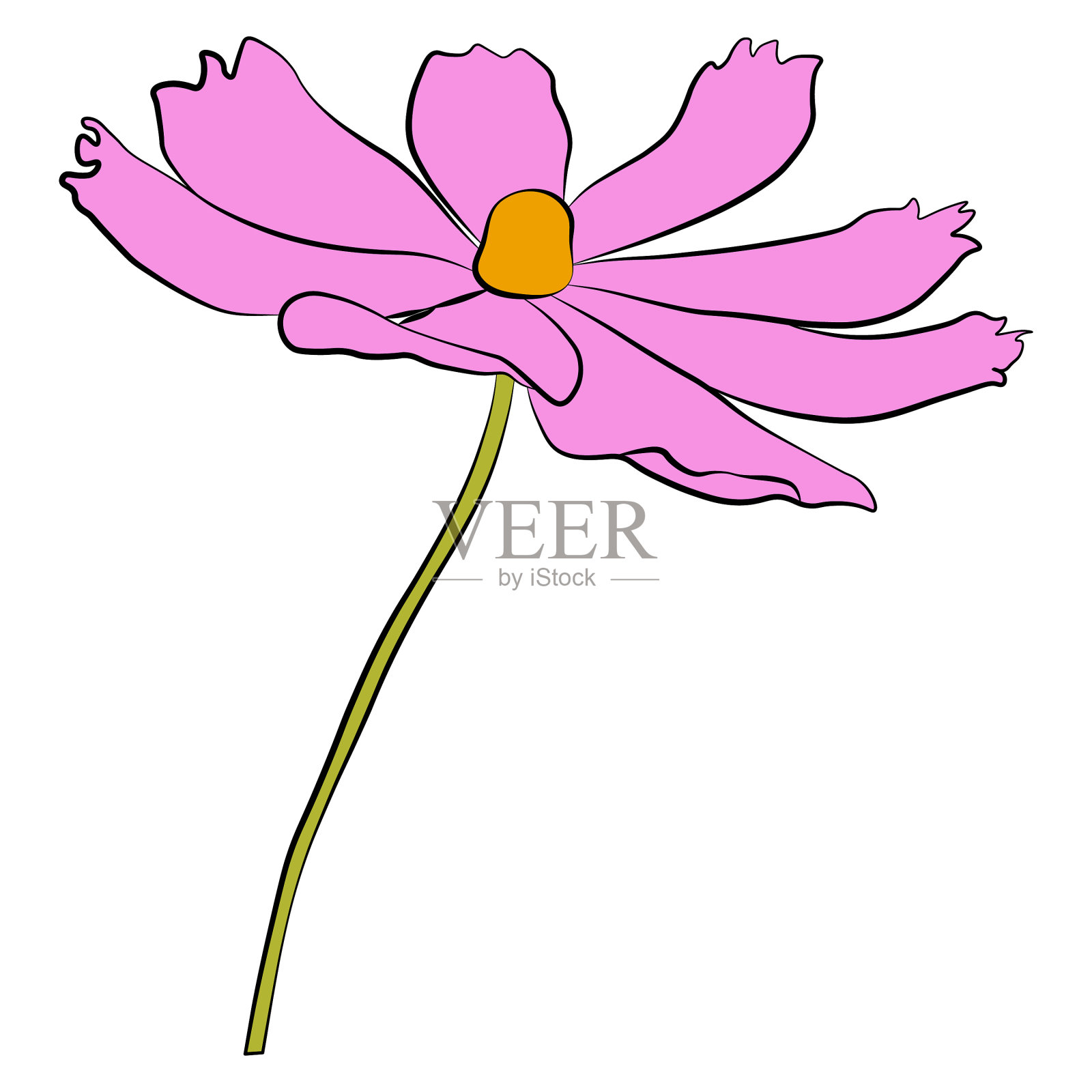 单波斯菊花简单孤立在白色上设计元素图片