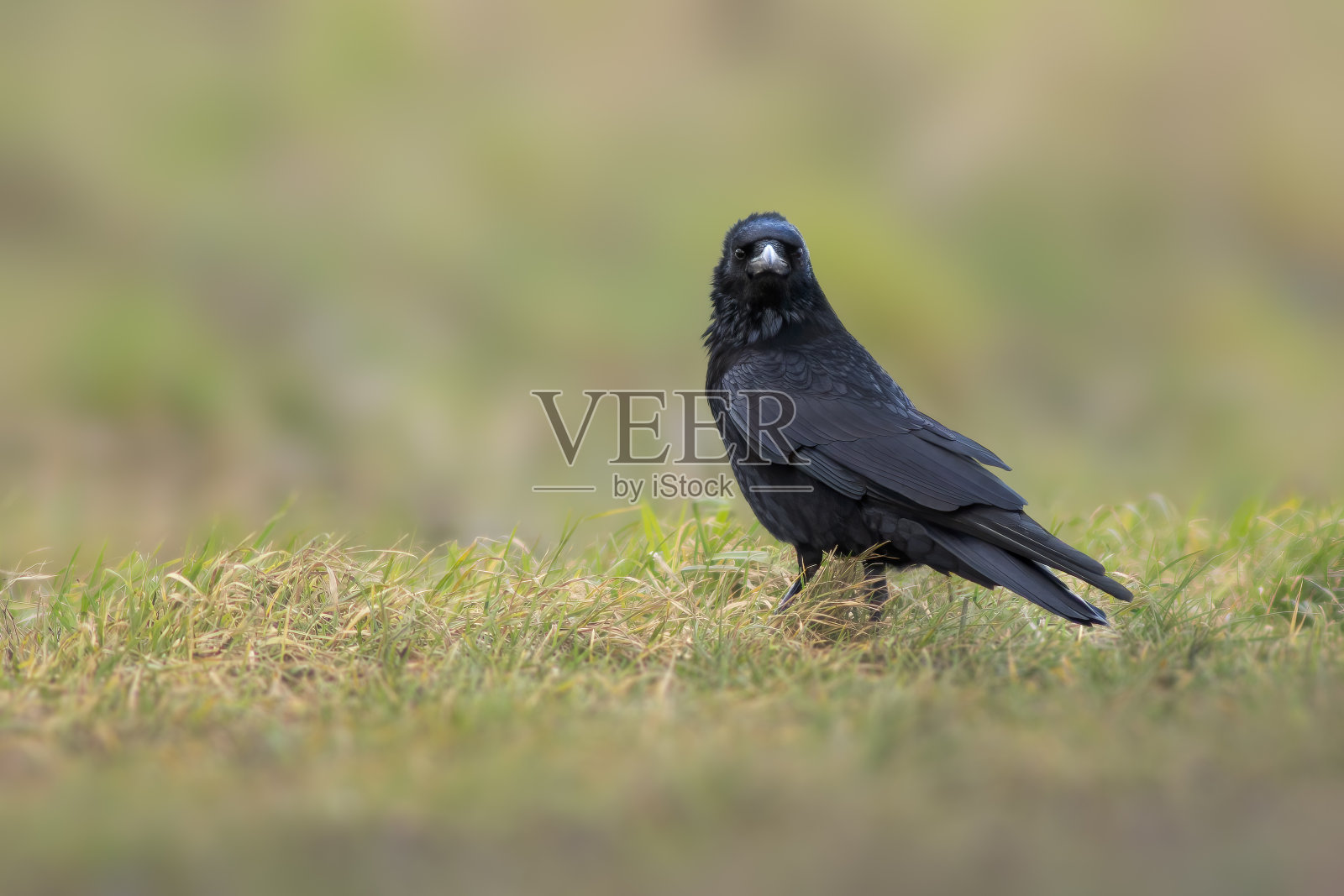 普通的北方乌鸦正在草地上寻找食物照片摄影图片
