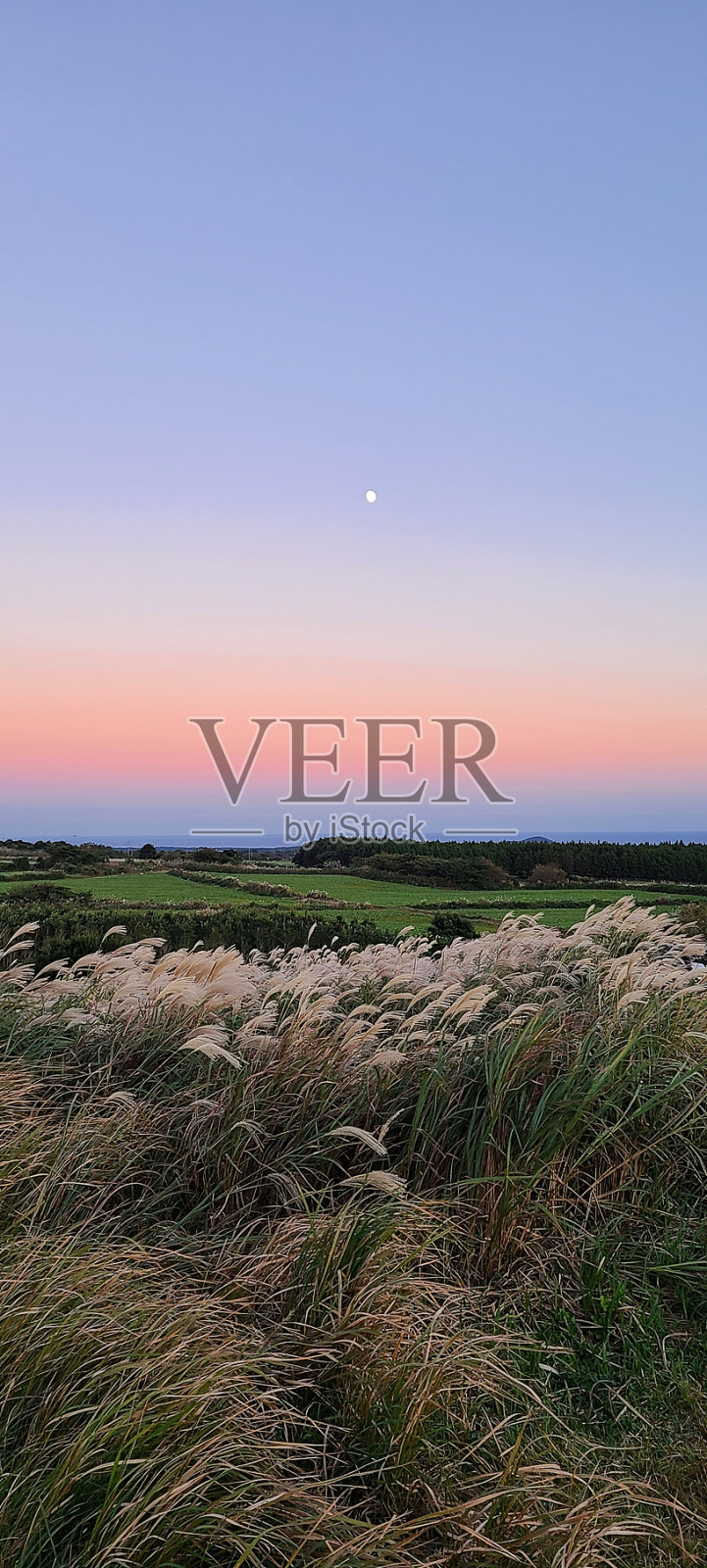 济州岛银草夕阳照片摄影图片