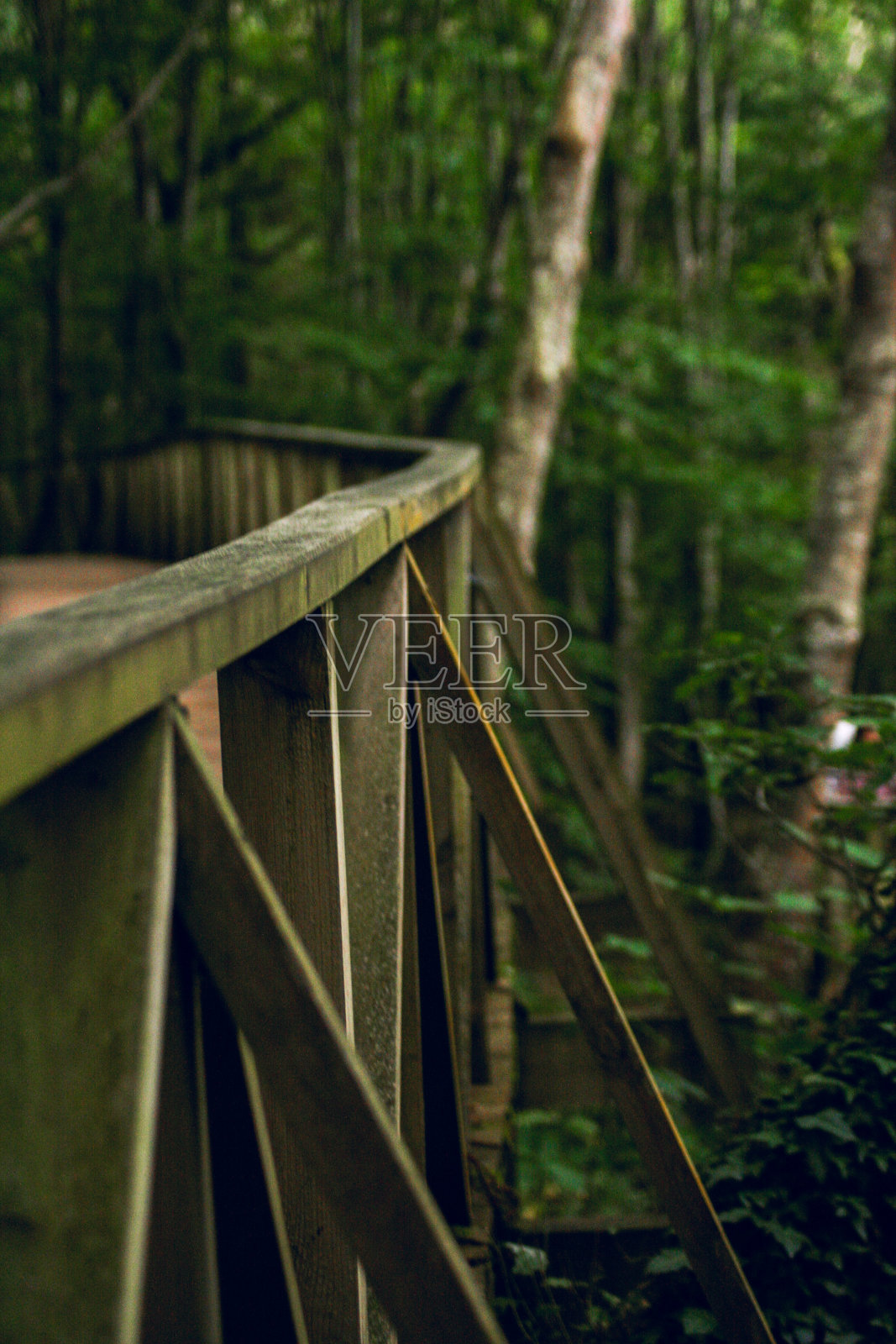 红杉林中的木径照片摄影图片