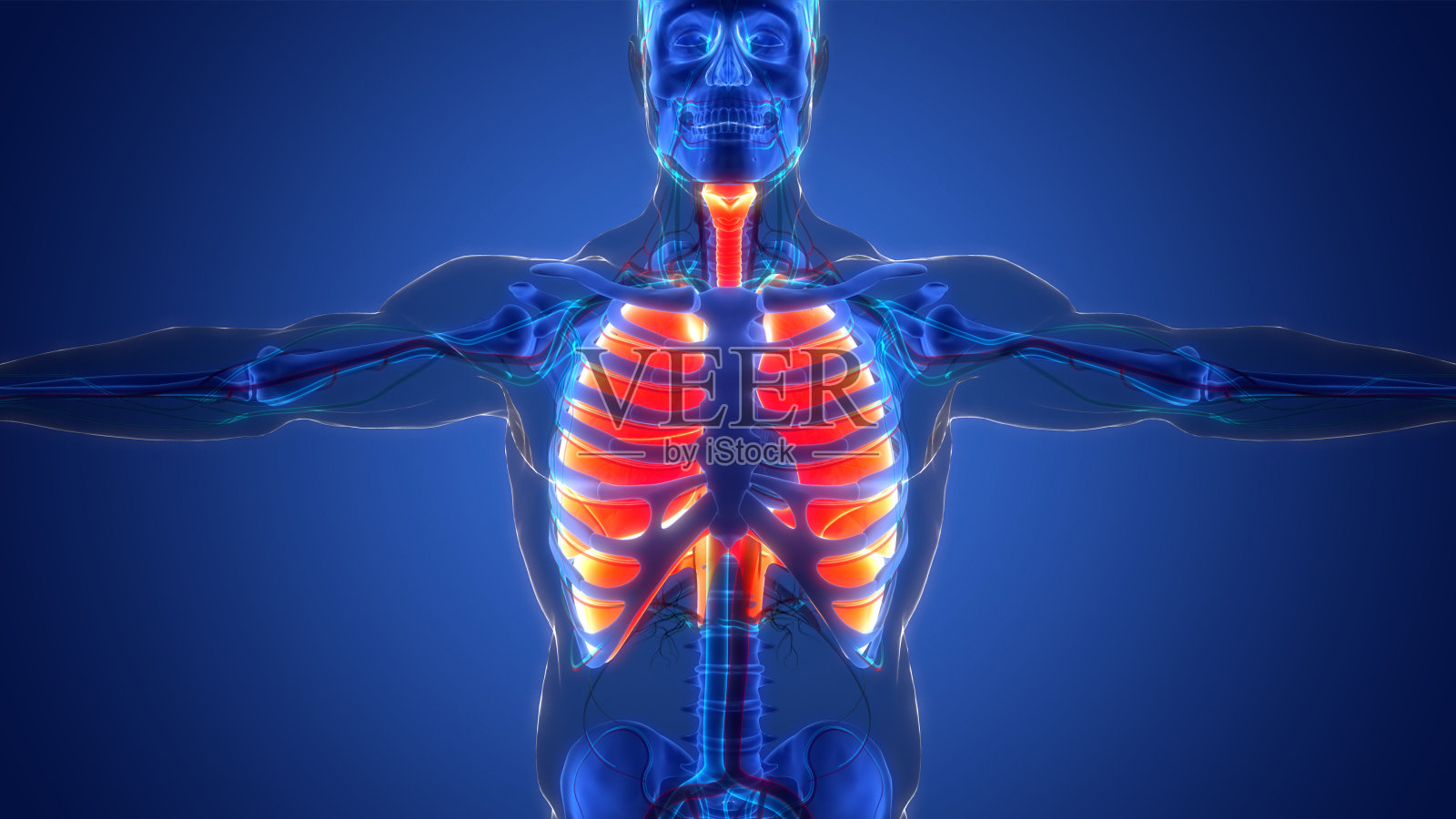 人体呼吸系统膈肌解剖肺照片摄影图片