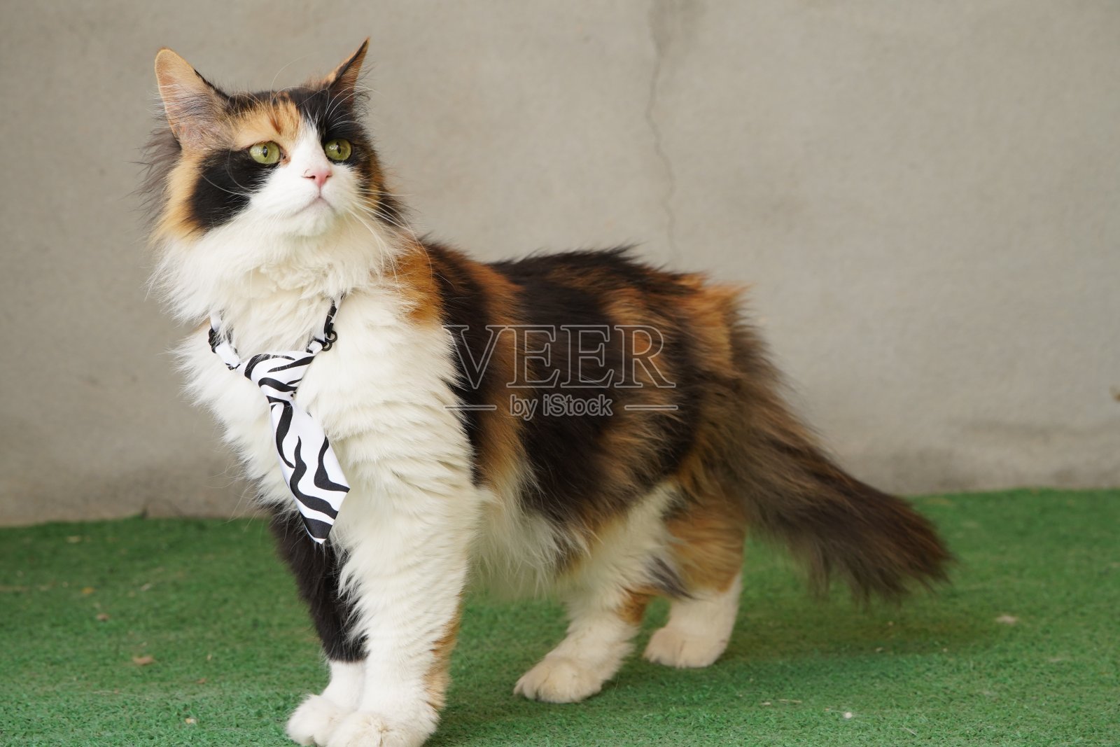 戴领带的三花猫照片摄影图片