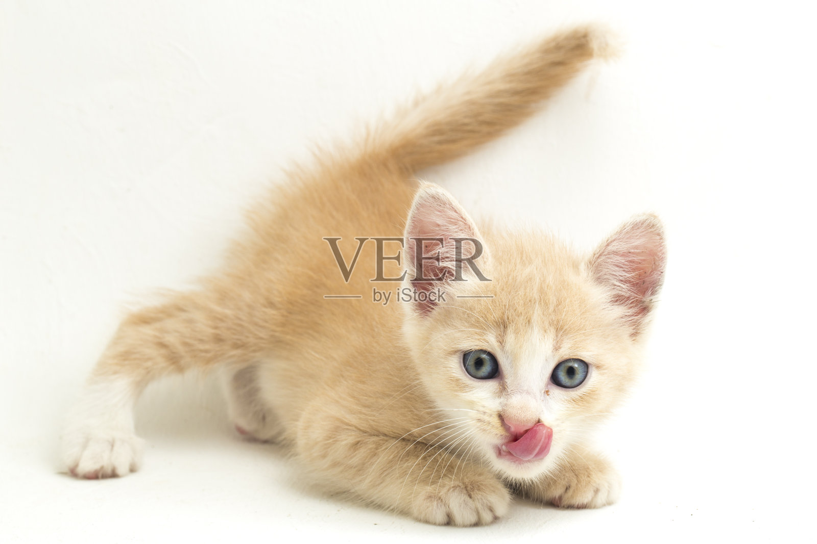家橙猫小猫在白色背景有趣的姿势照片摄影图片