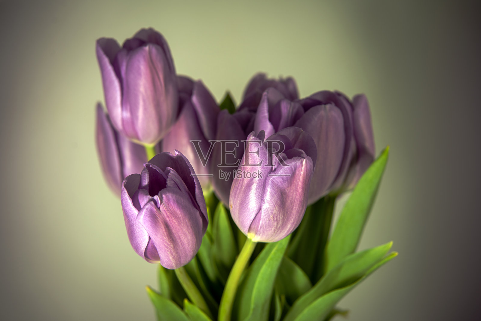 束郁金香照片摄影图片