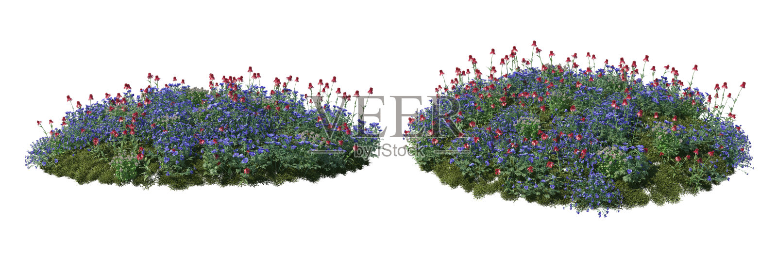 白底的花照片摄影图片