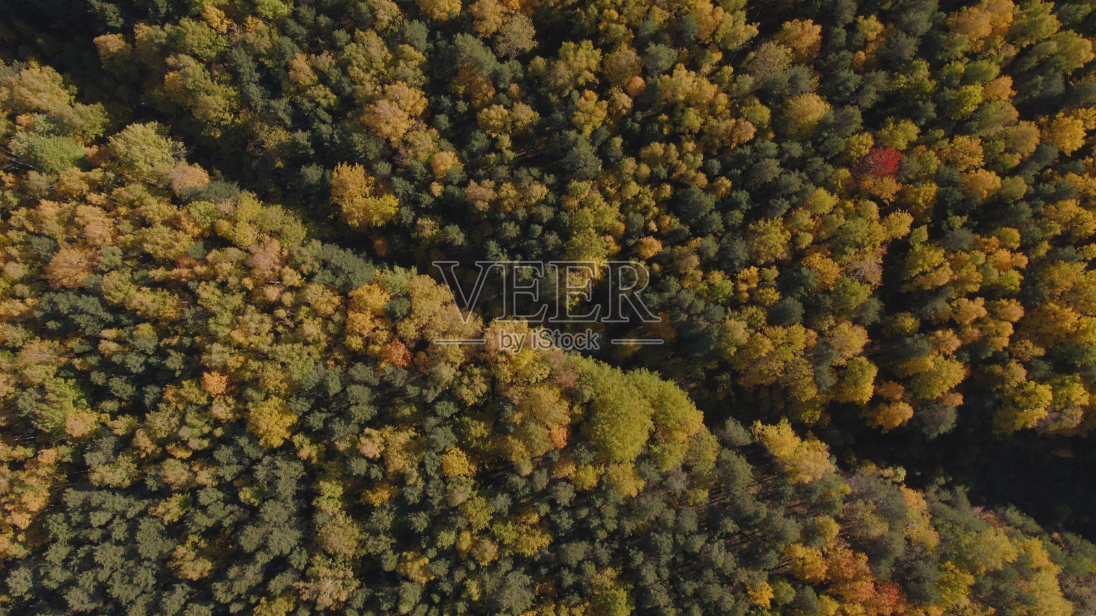 乌拉尔五彩缤纷的秋天森林特写照片摄影图片