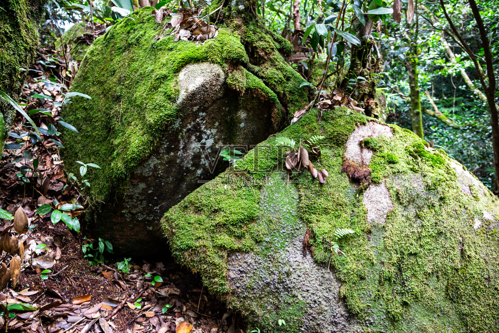 马埃岛莫恩塞舌尔国家公园的热带雨林中，长满苔藓和地衣的石头上覆盖着干树叶。照片摄影图片