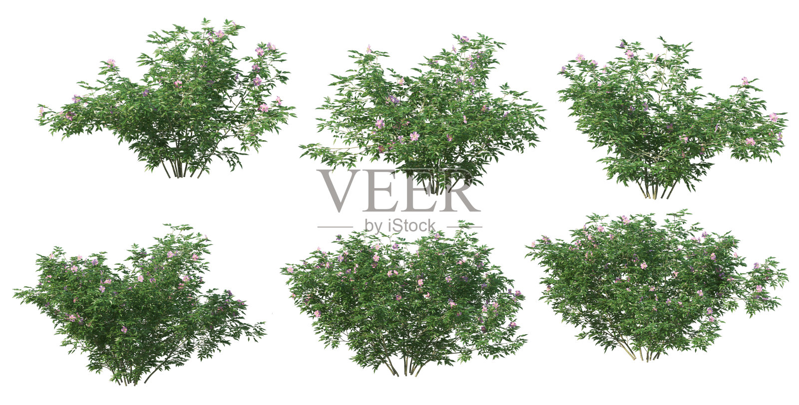 白色背景上的灌木和植物照片摄影图片