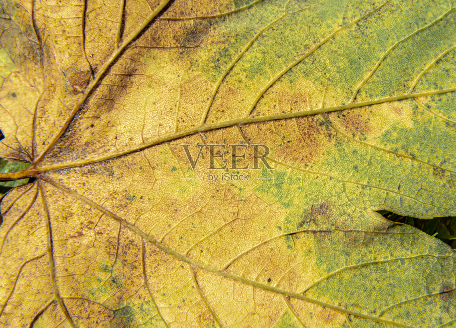 秋天的叶子照片摄影图片