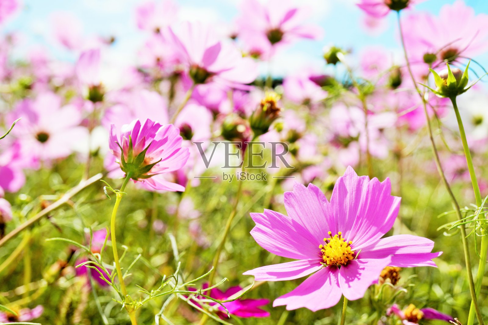 户外蓝天下美丽的粉红色宇宙花田照片摄影图片