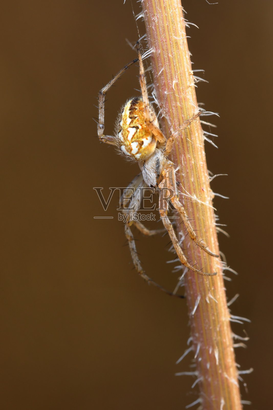 Neoscona adianta或Border orb weaver spider照片摄影图片