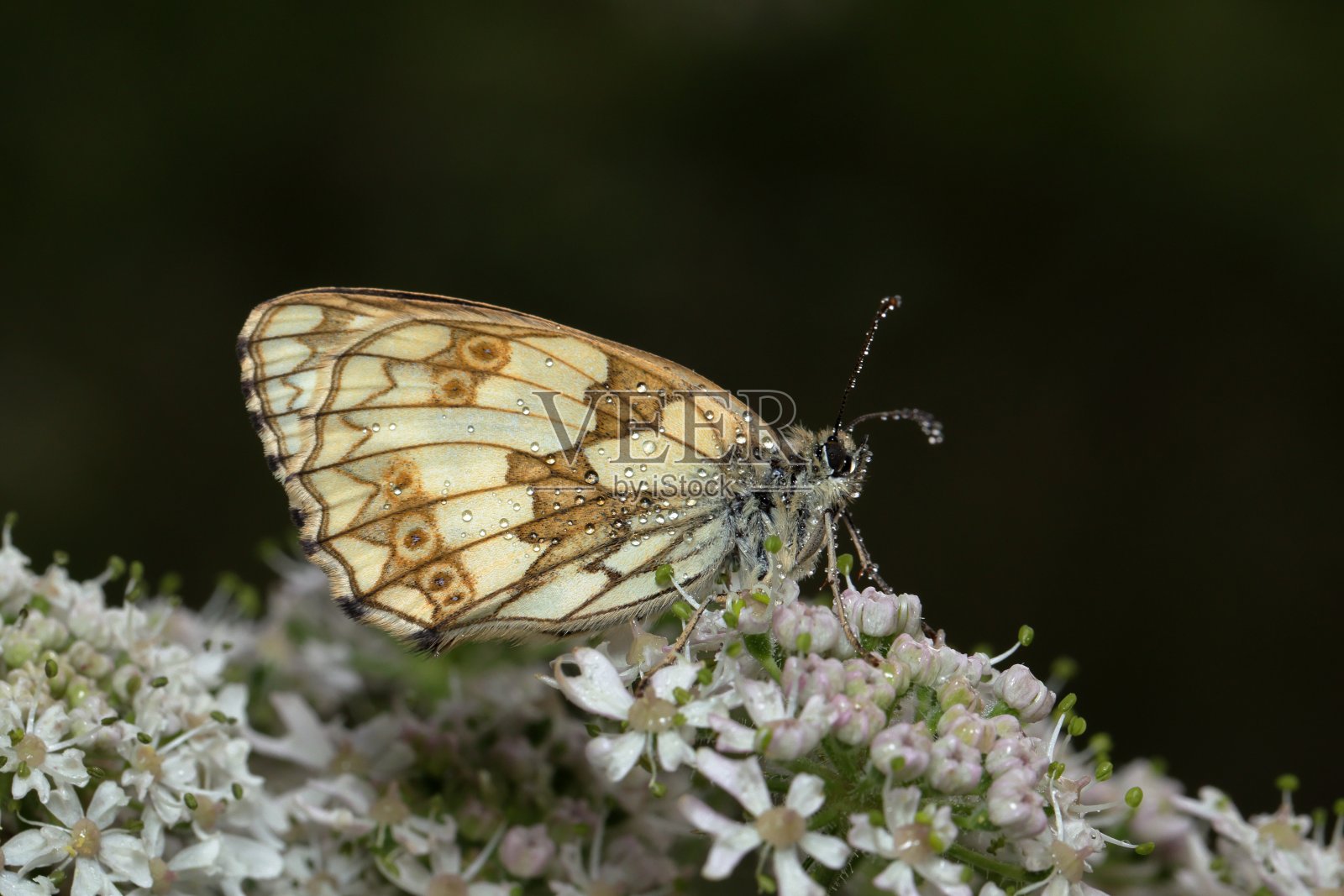 Melanargia galathea，大理石白色照片摄影图片