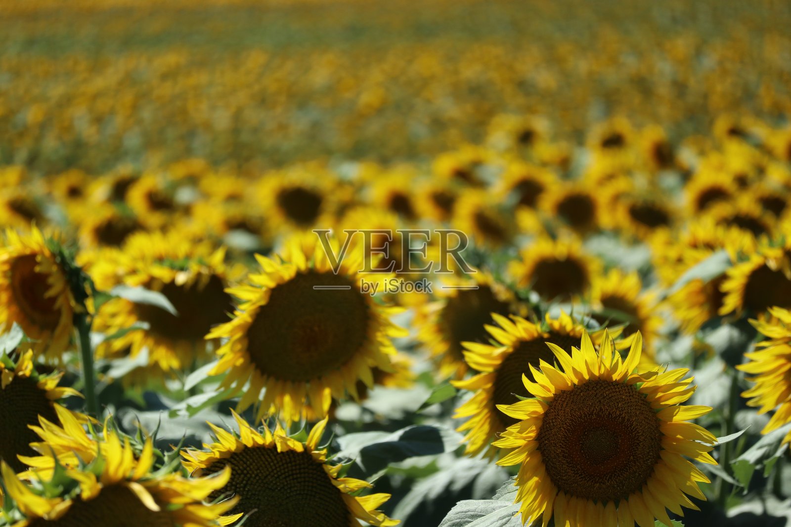 向日葵照片摄影图片