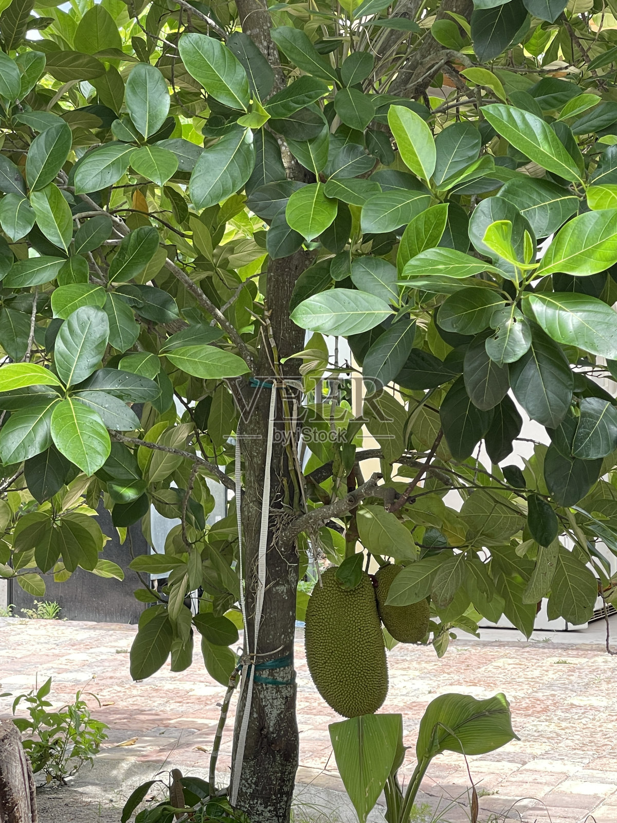 菠萝蜜照片摄影图片