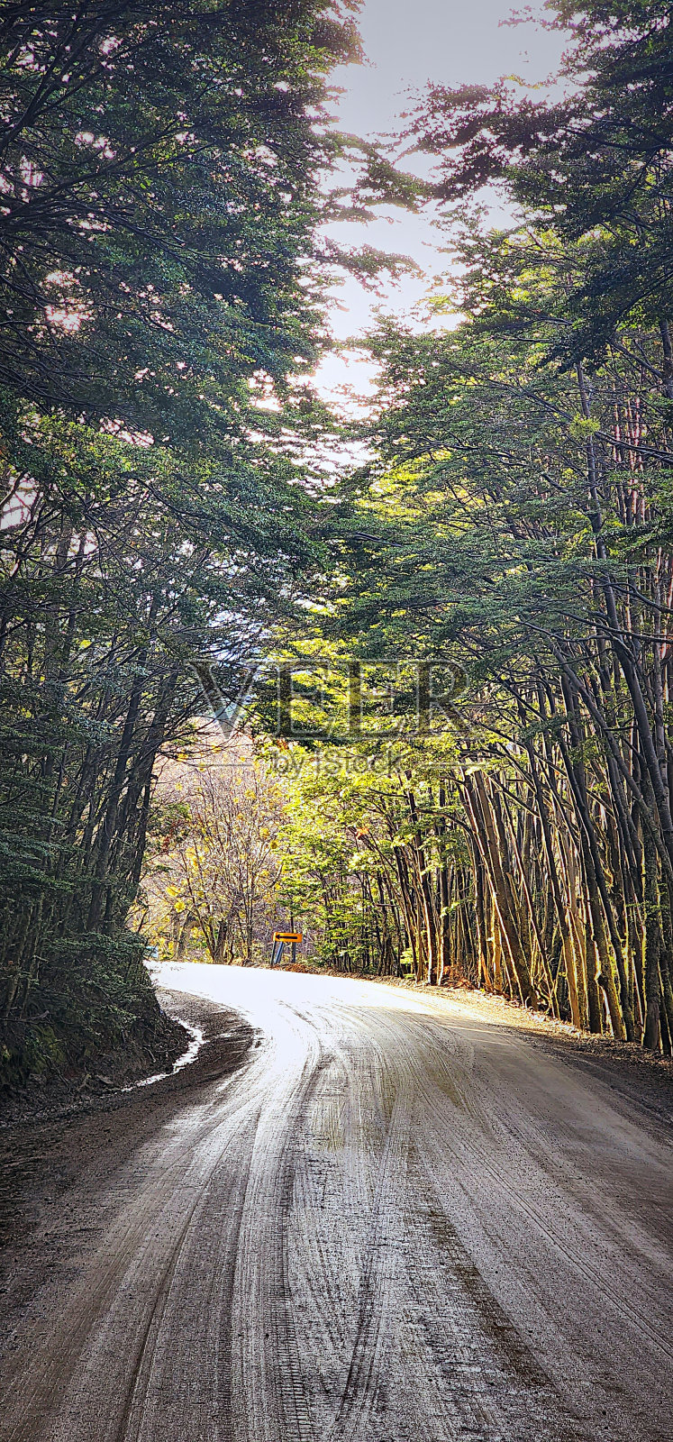自然环境中的树木照片摄影图片