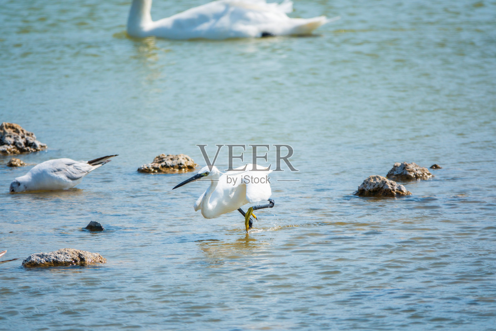 小白鹭或小白鹭站在湖里照片摄影图片