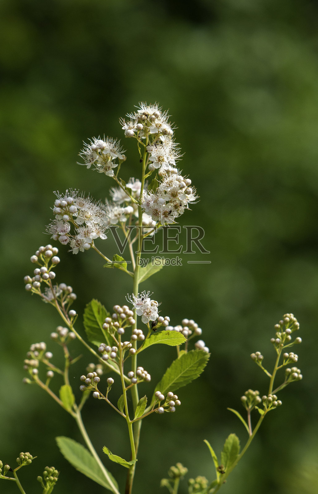 森林里的绣线菊#1照片摄影图片